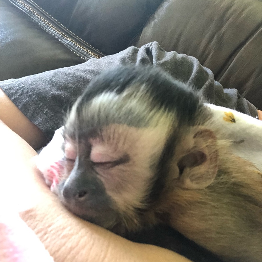 Monkeymom73 is live!!! Like this listing to get notified ☀️🐵☀️🐵 - Picture 10 of 13